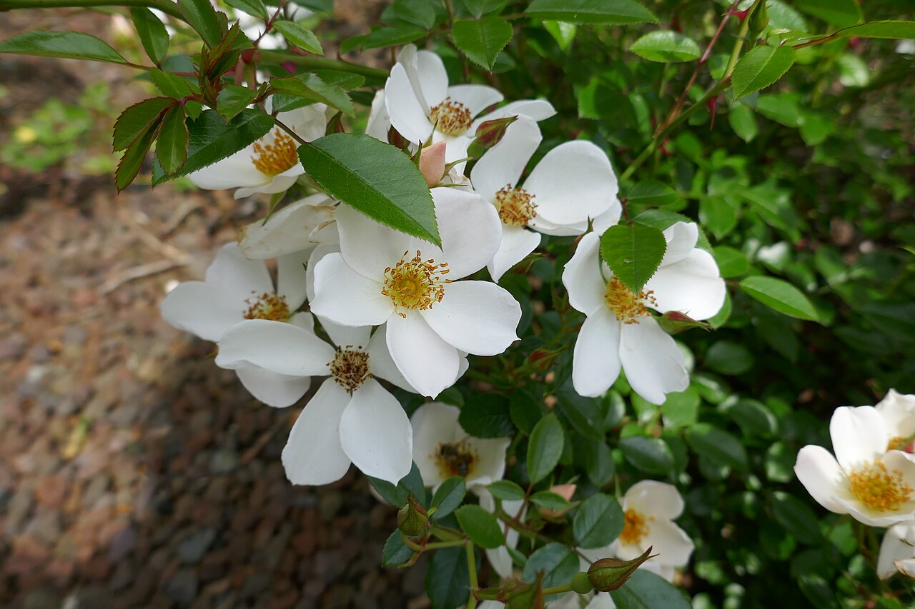 Awayuki
