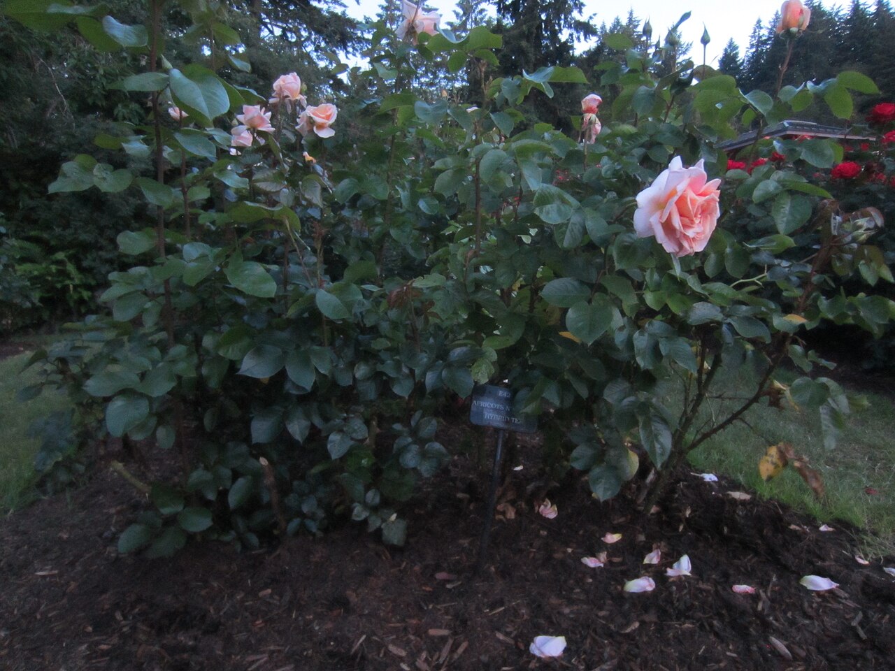 Apricots n' Cream