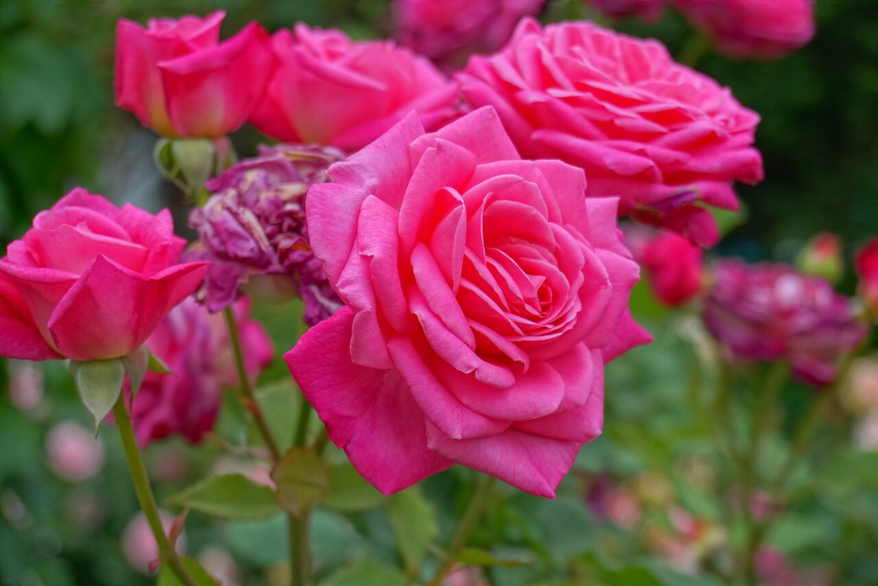 McGredy's Pink