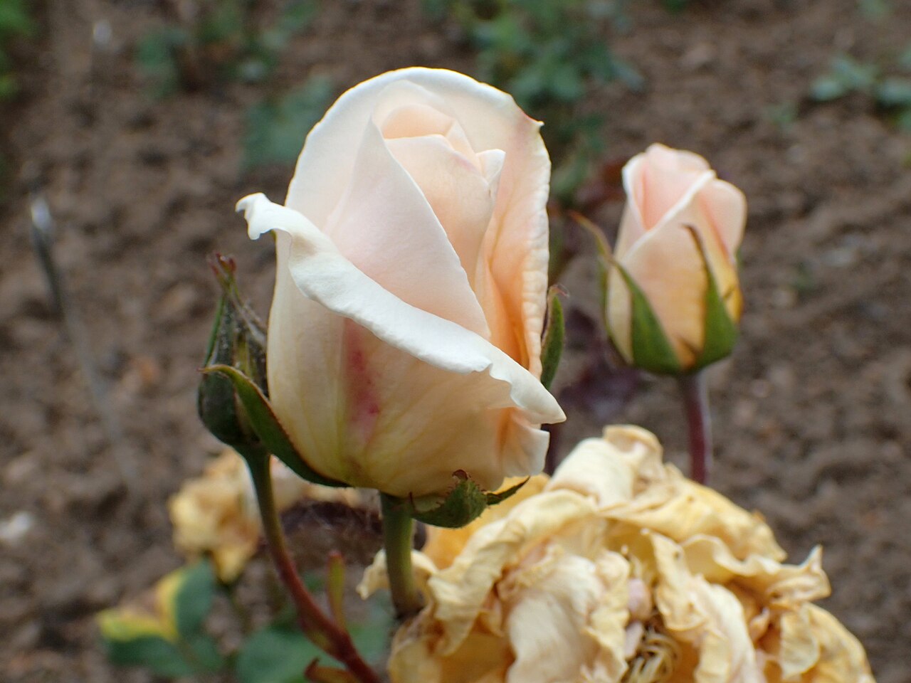 Mrs. Frederick W. Vanderbilt