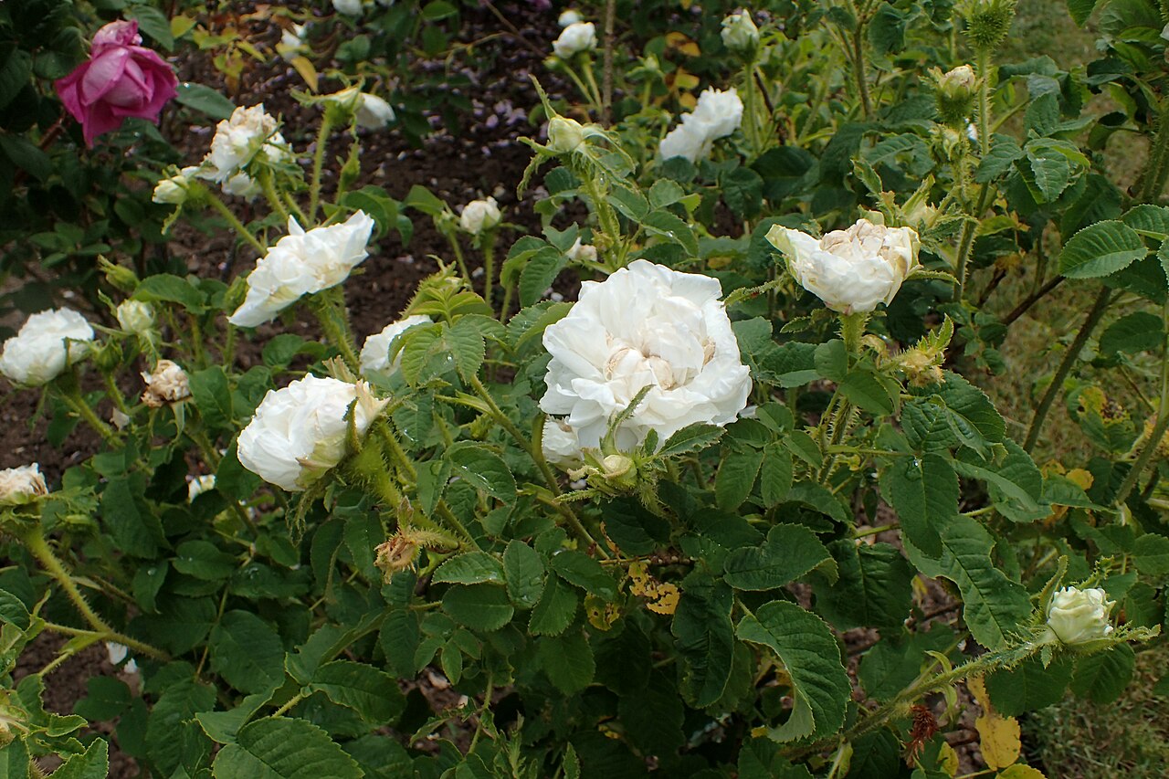 Blanche Simon