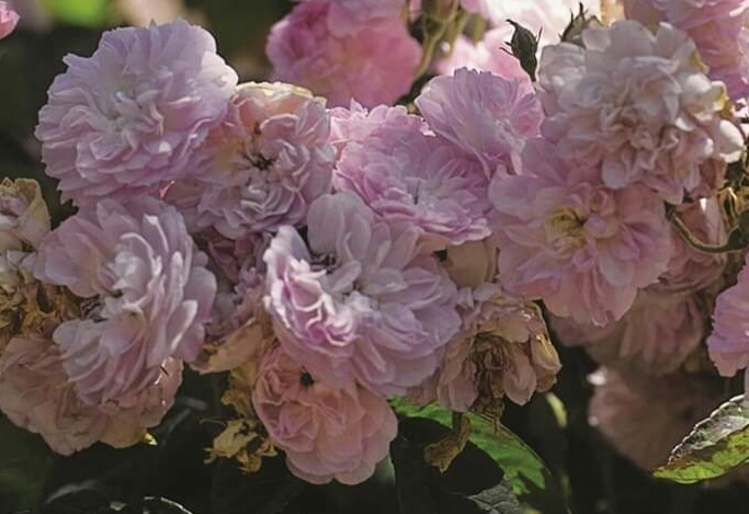Laure Davoust rose