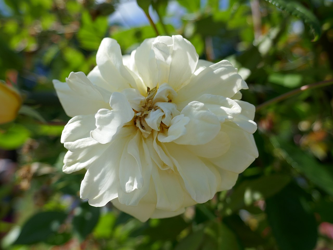 The Albrighton Rambler rose