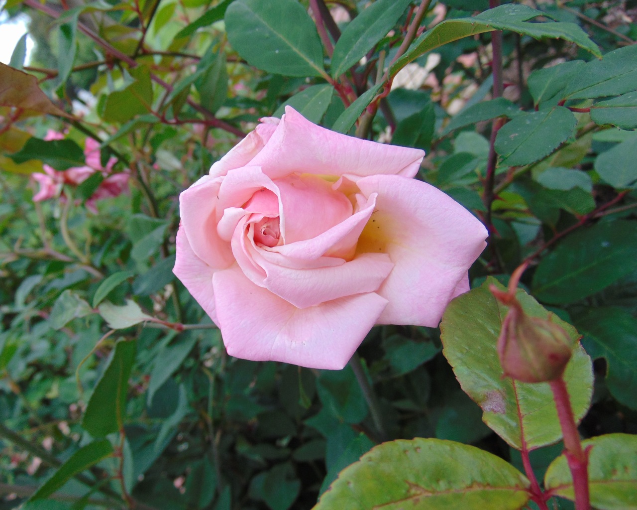 Madame Berkeley