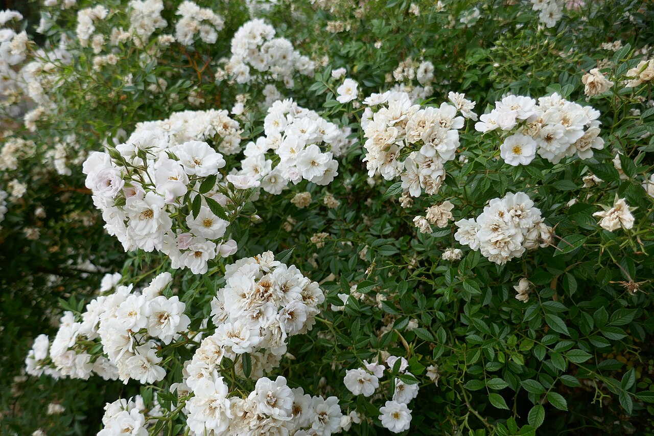 Perce Neige