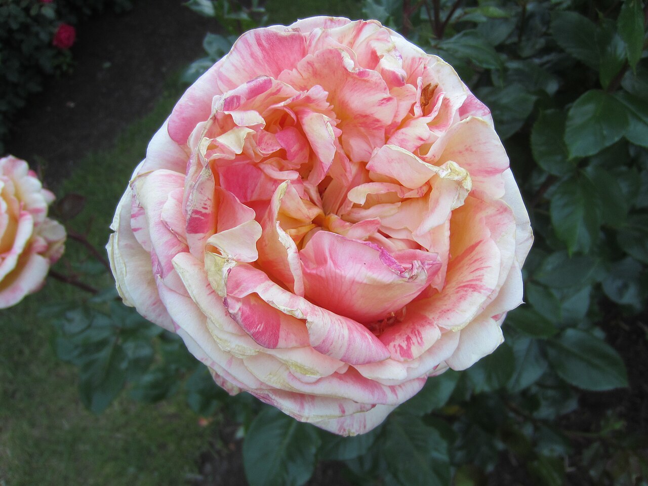 Peach Swirl