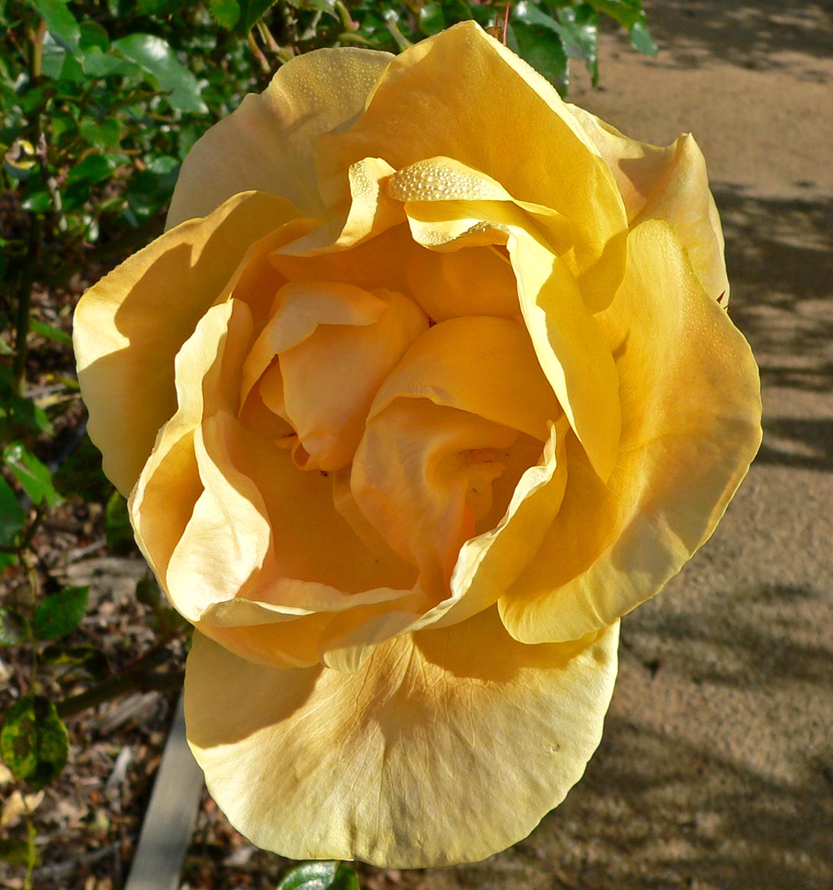 Lady Forteviot