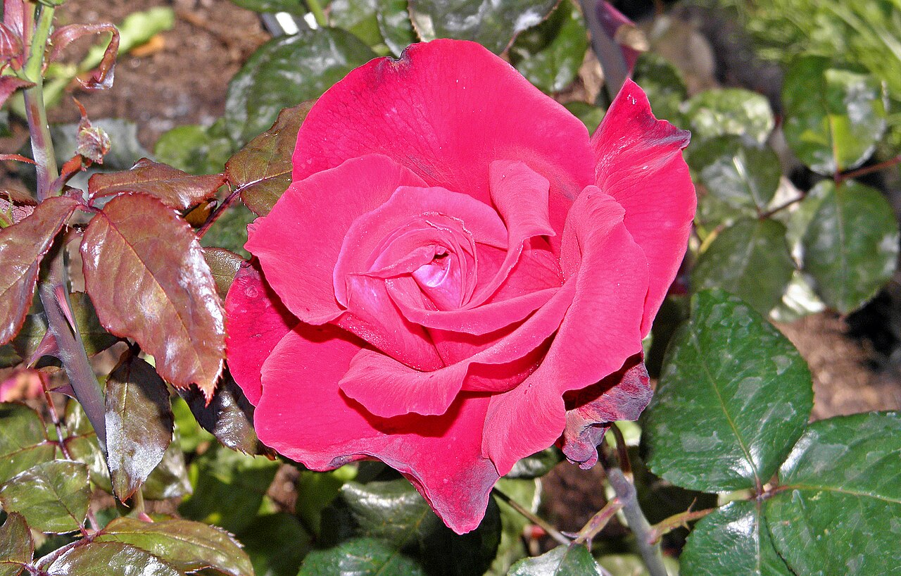Polonaise