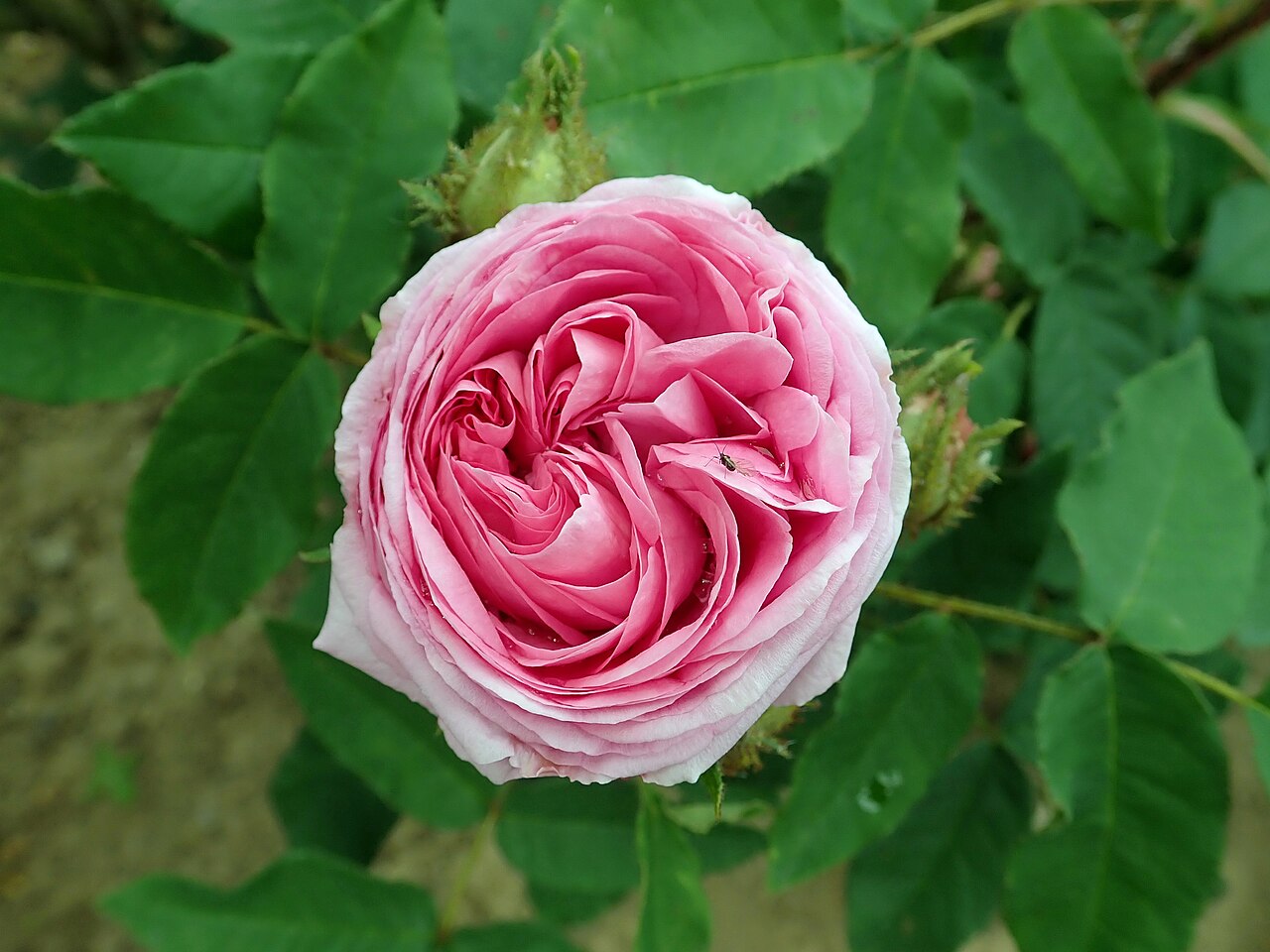Madame Landeau