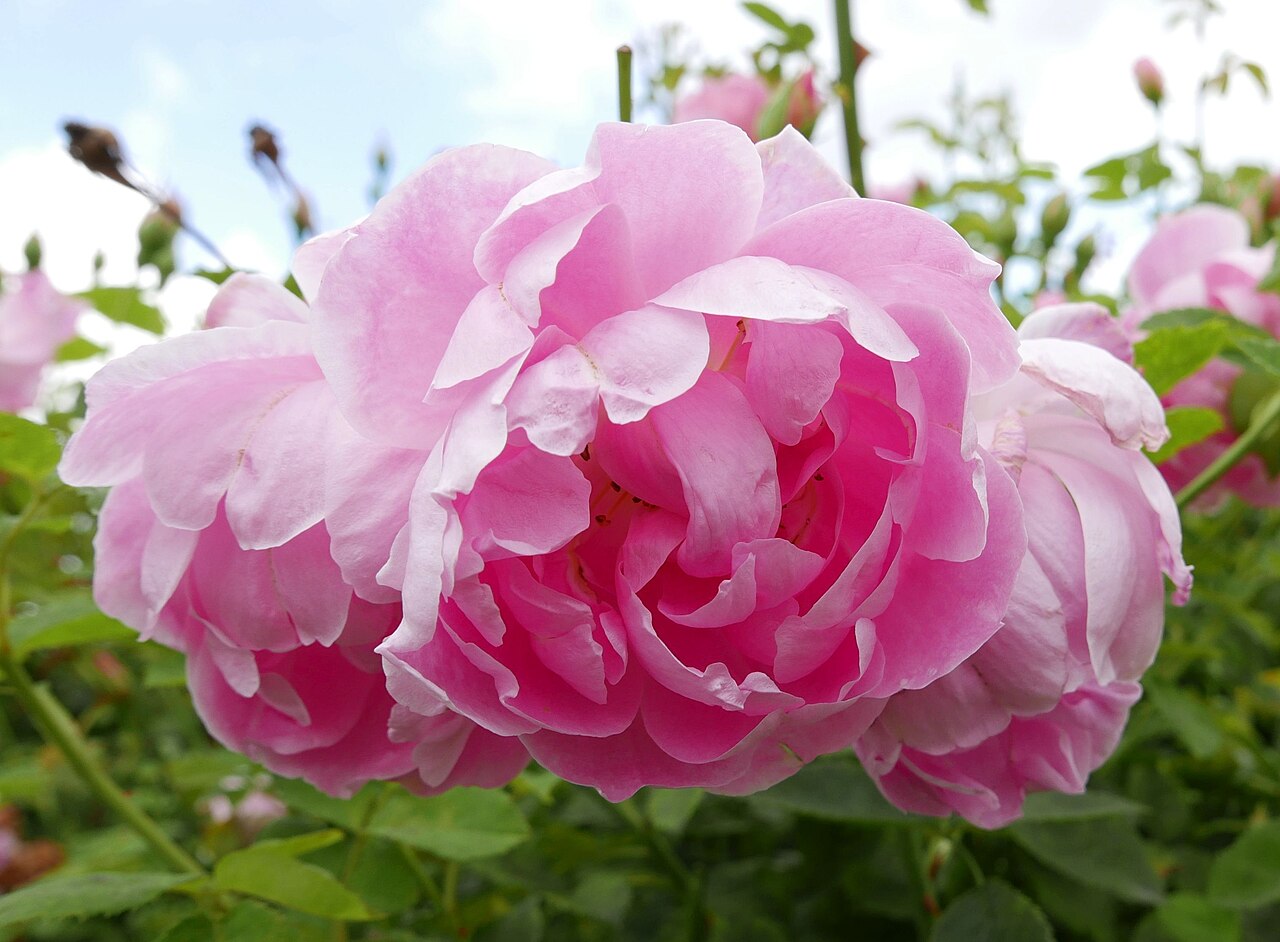 Windflower