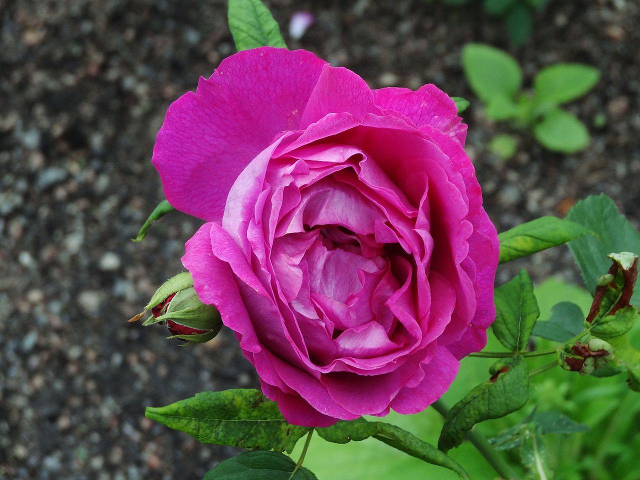 Madame Victor Verdier