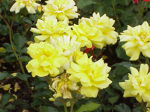 Allgold