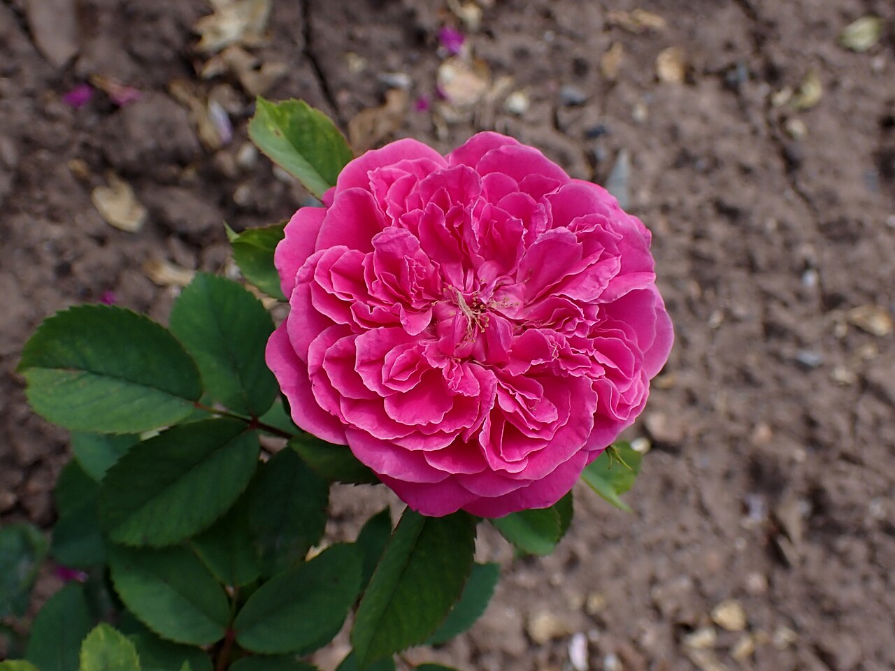 Asta von Parpart rose