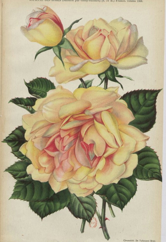 Marquise de Sinéty