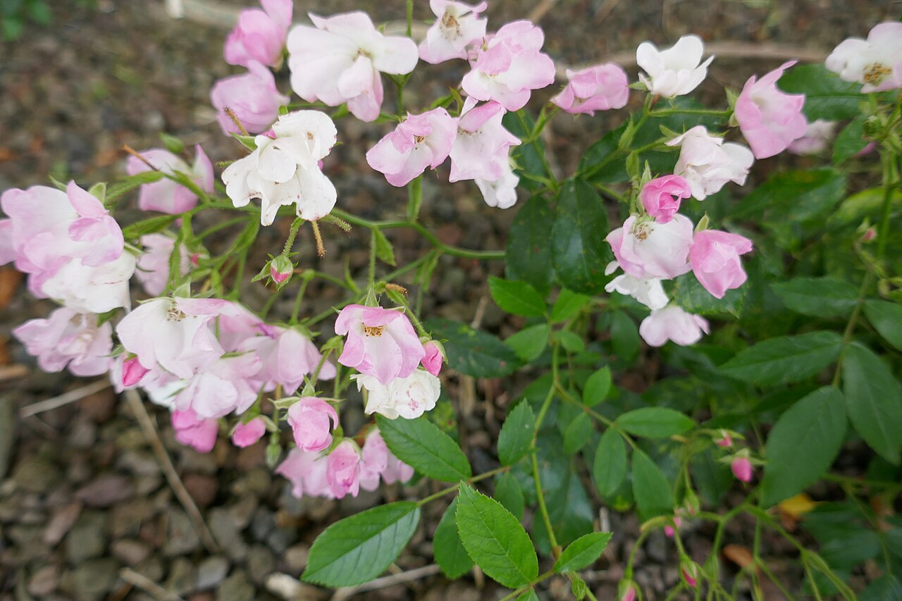Diamant Rose
