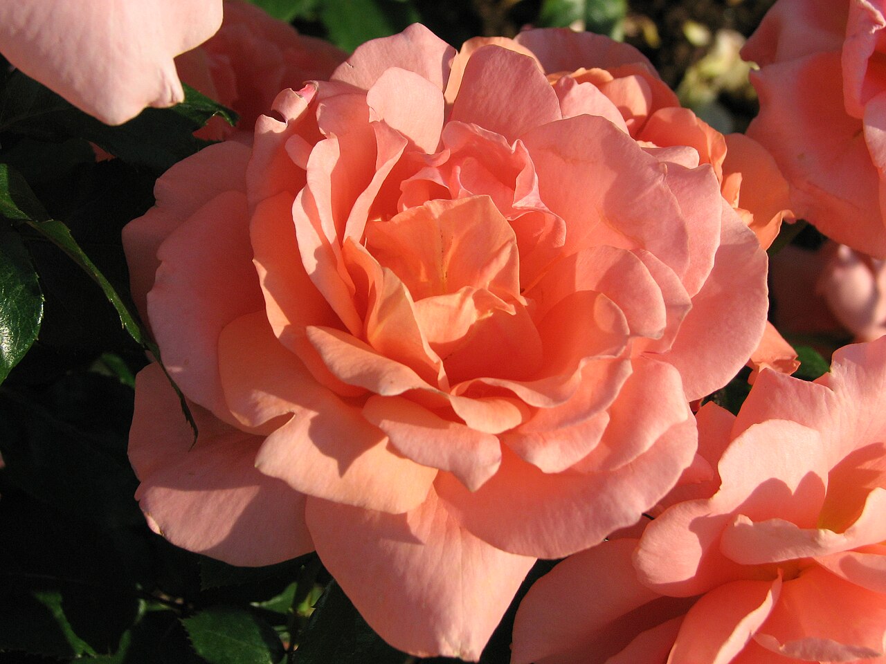 Sweet Fragrance
