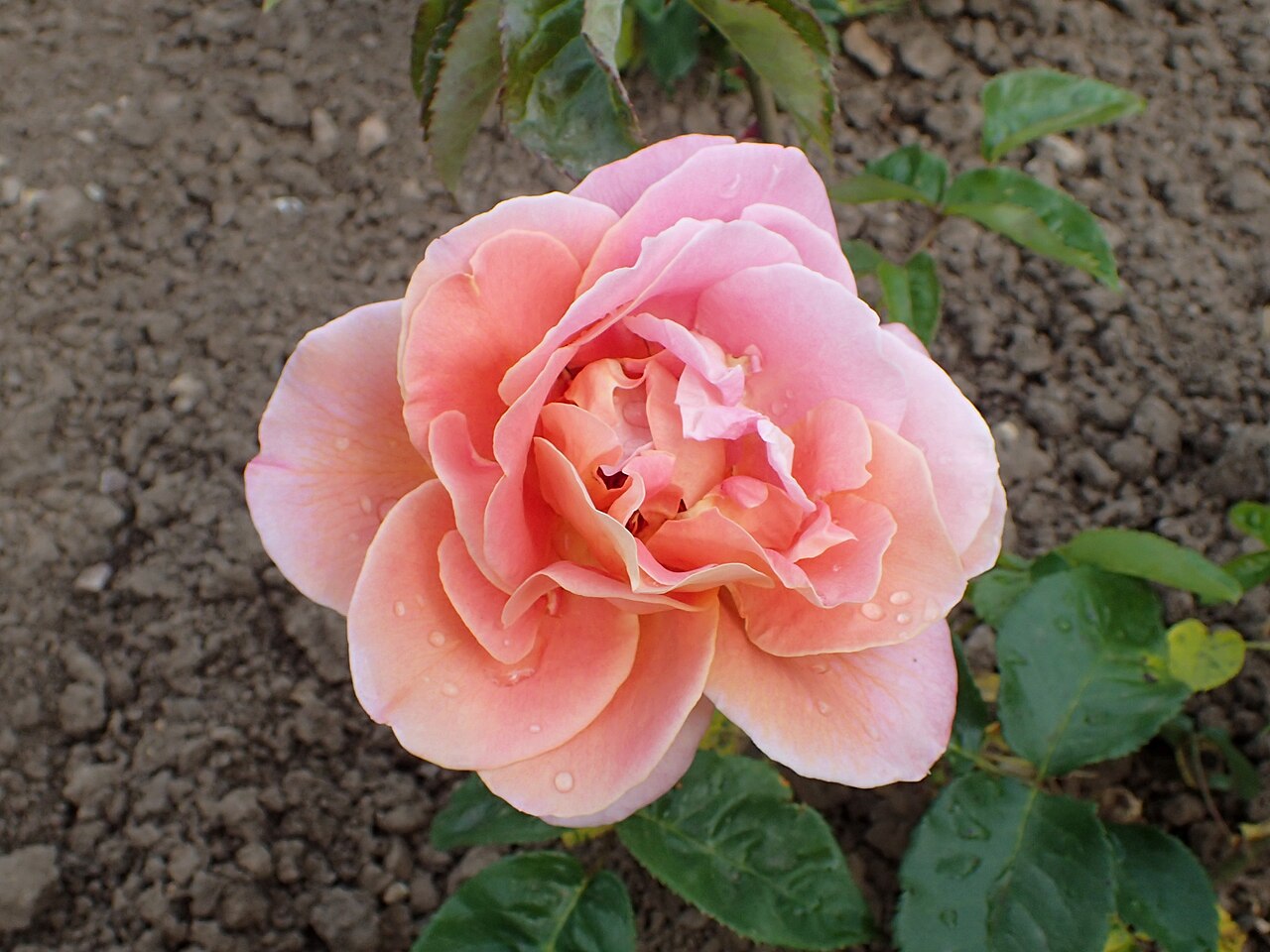 Maria Peral