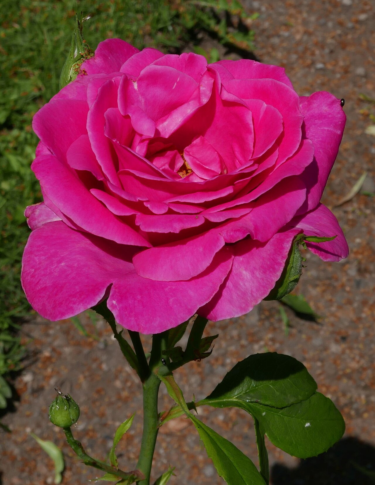Caprice de Meilland