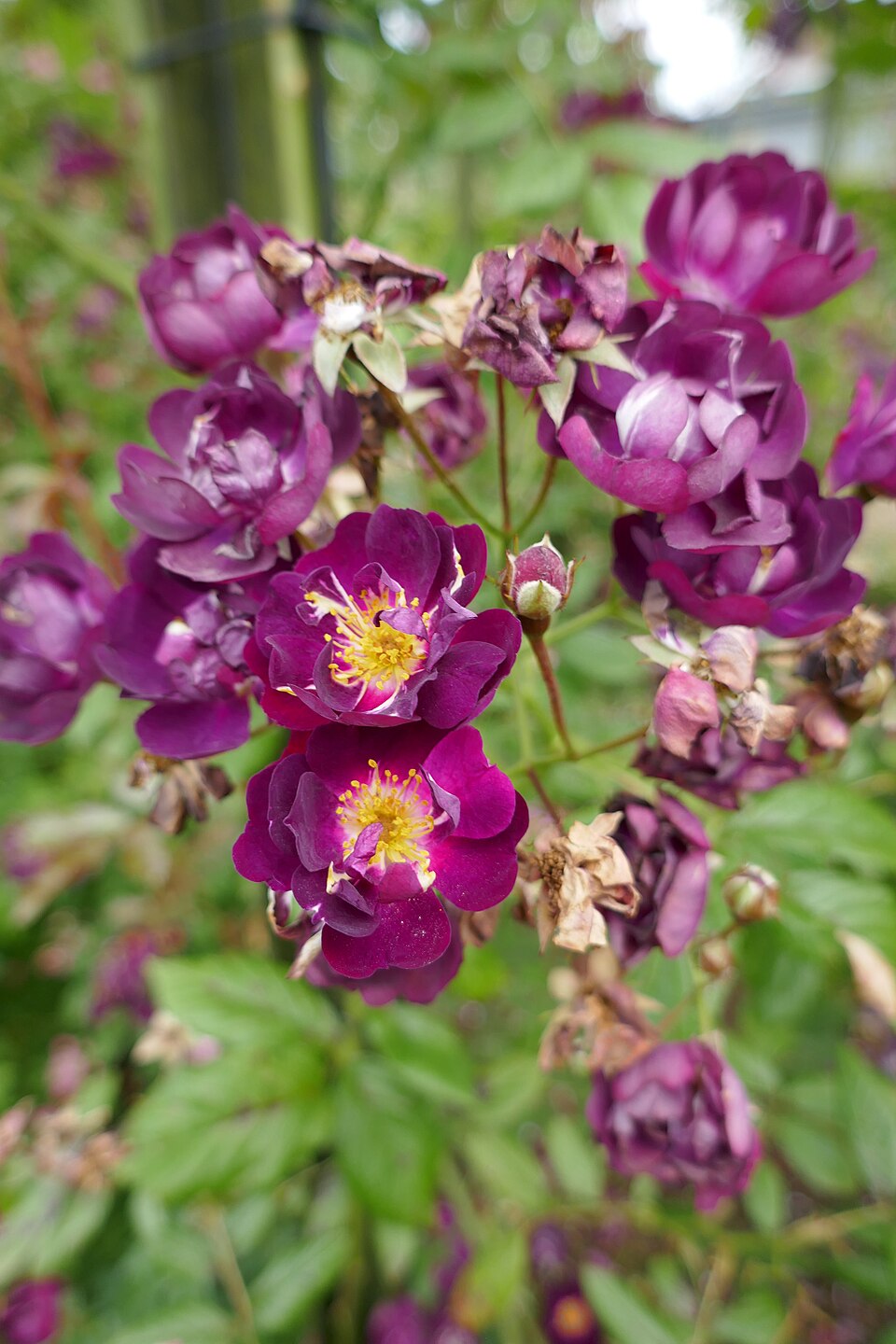 Violette