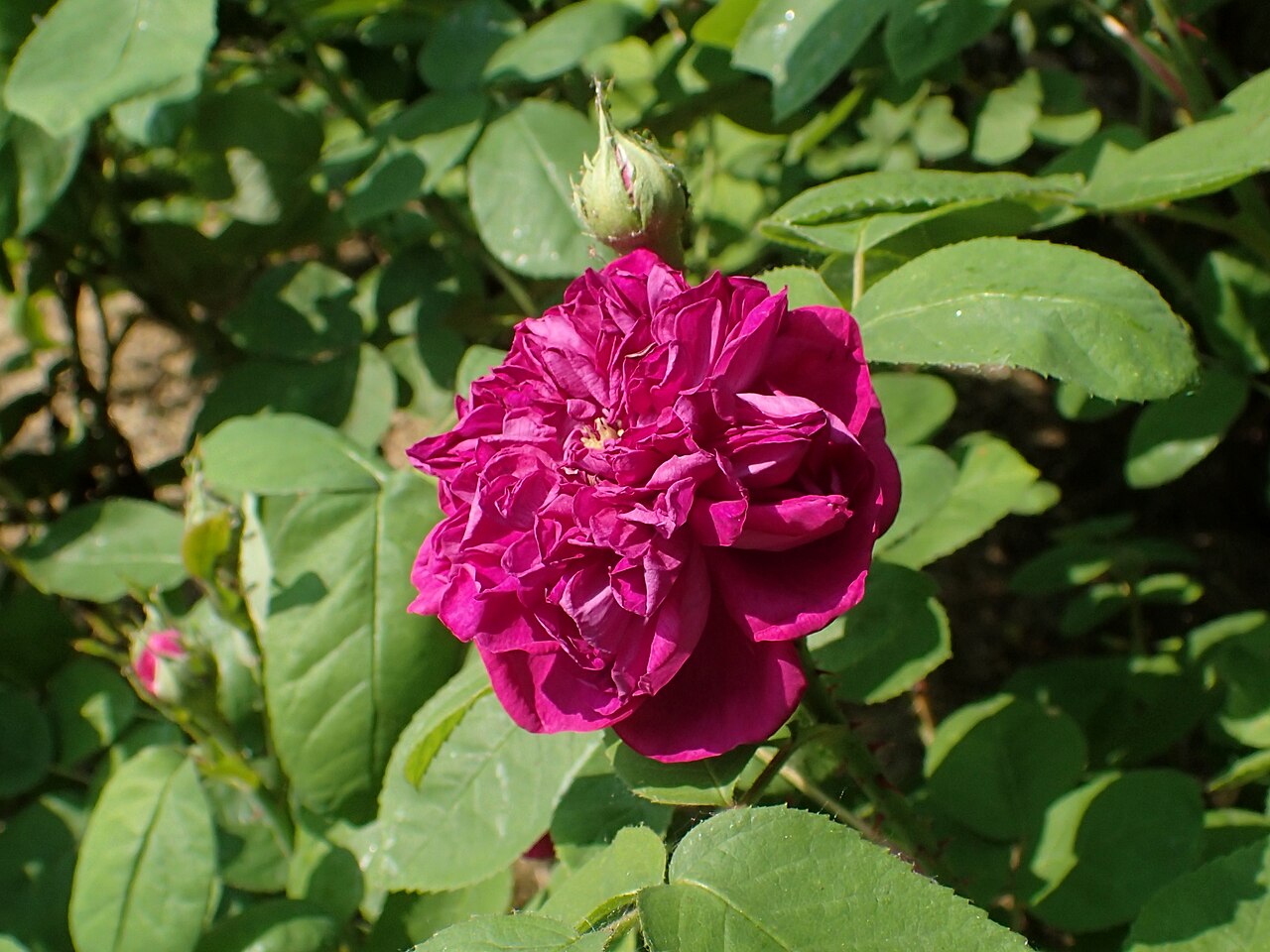 Pompon Perpétuel