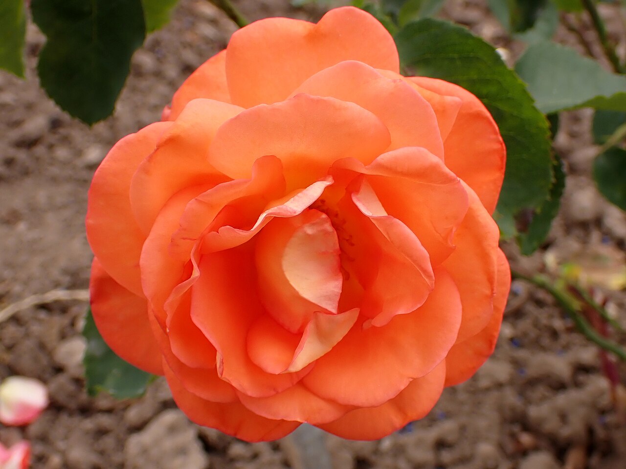 Rosa Traum