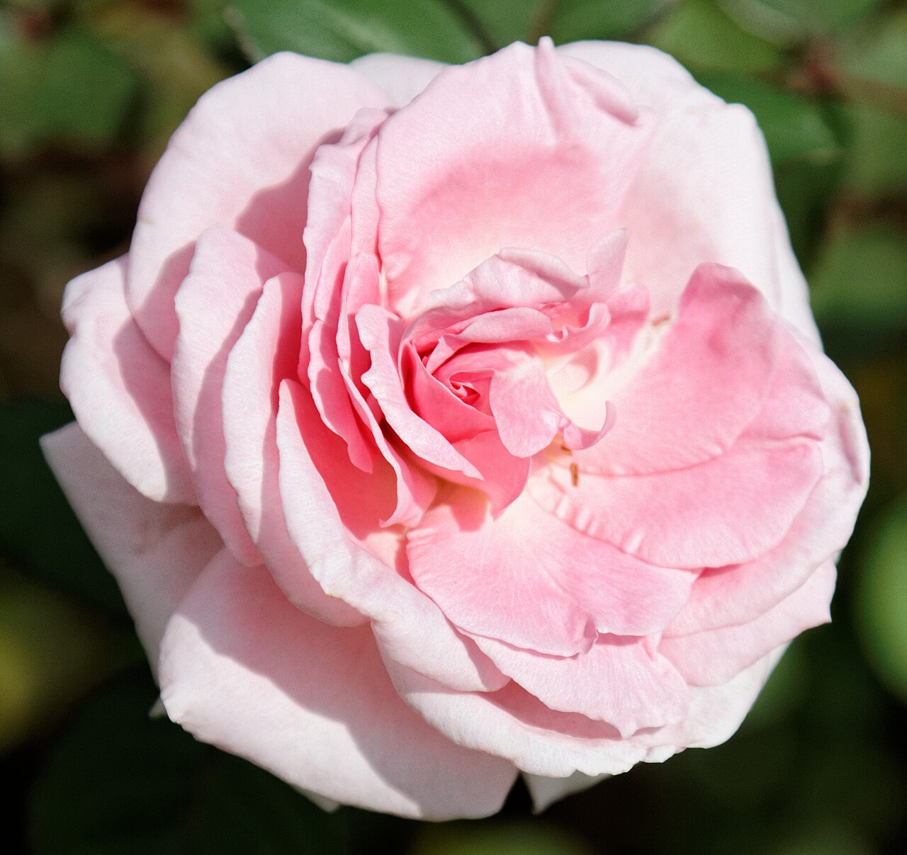 Landmark Rose