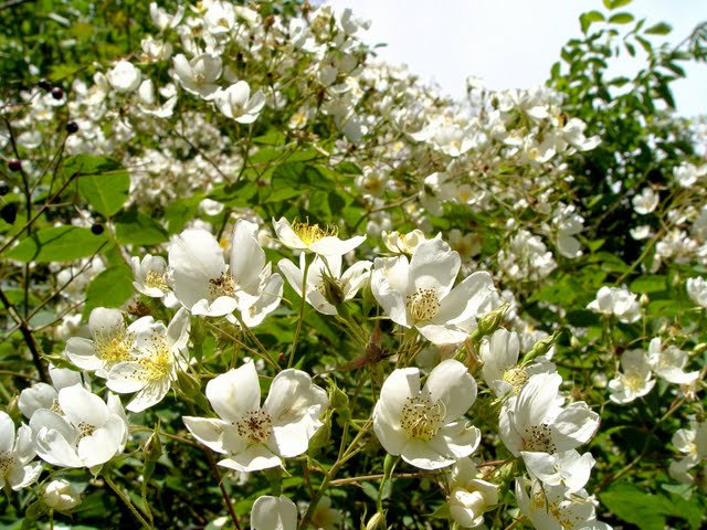 Kiftsgate rose