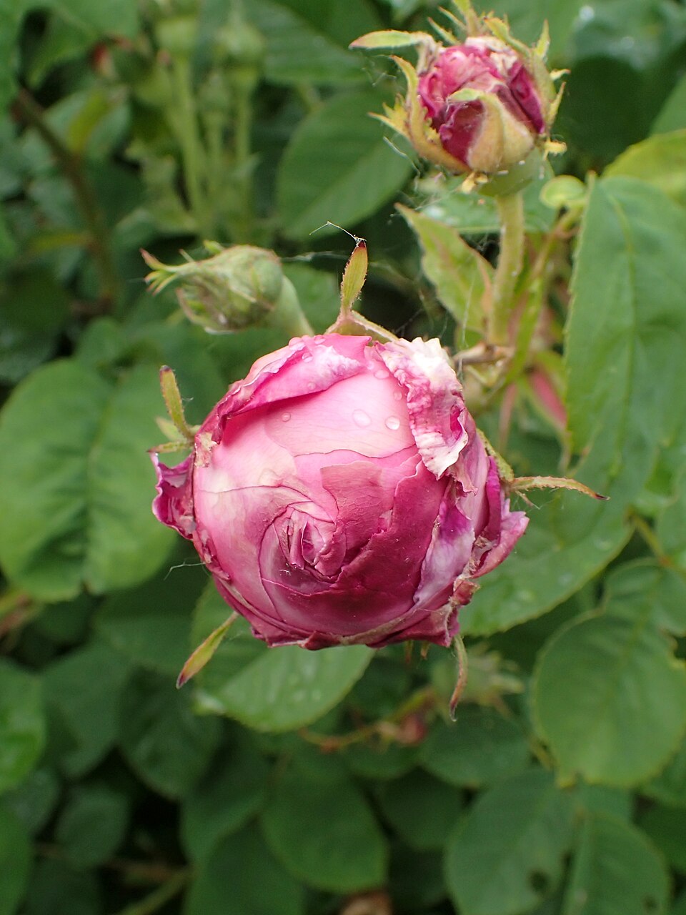 Perle von Weissenstein