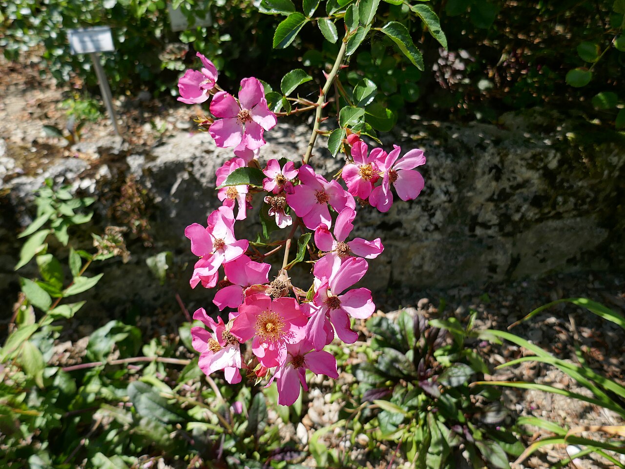 Felicitas