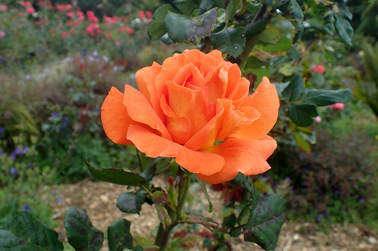 Orange Dawn