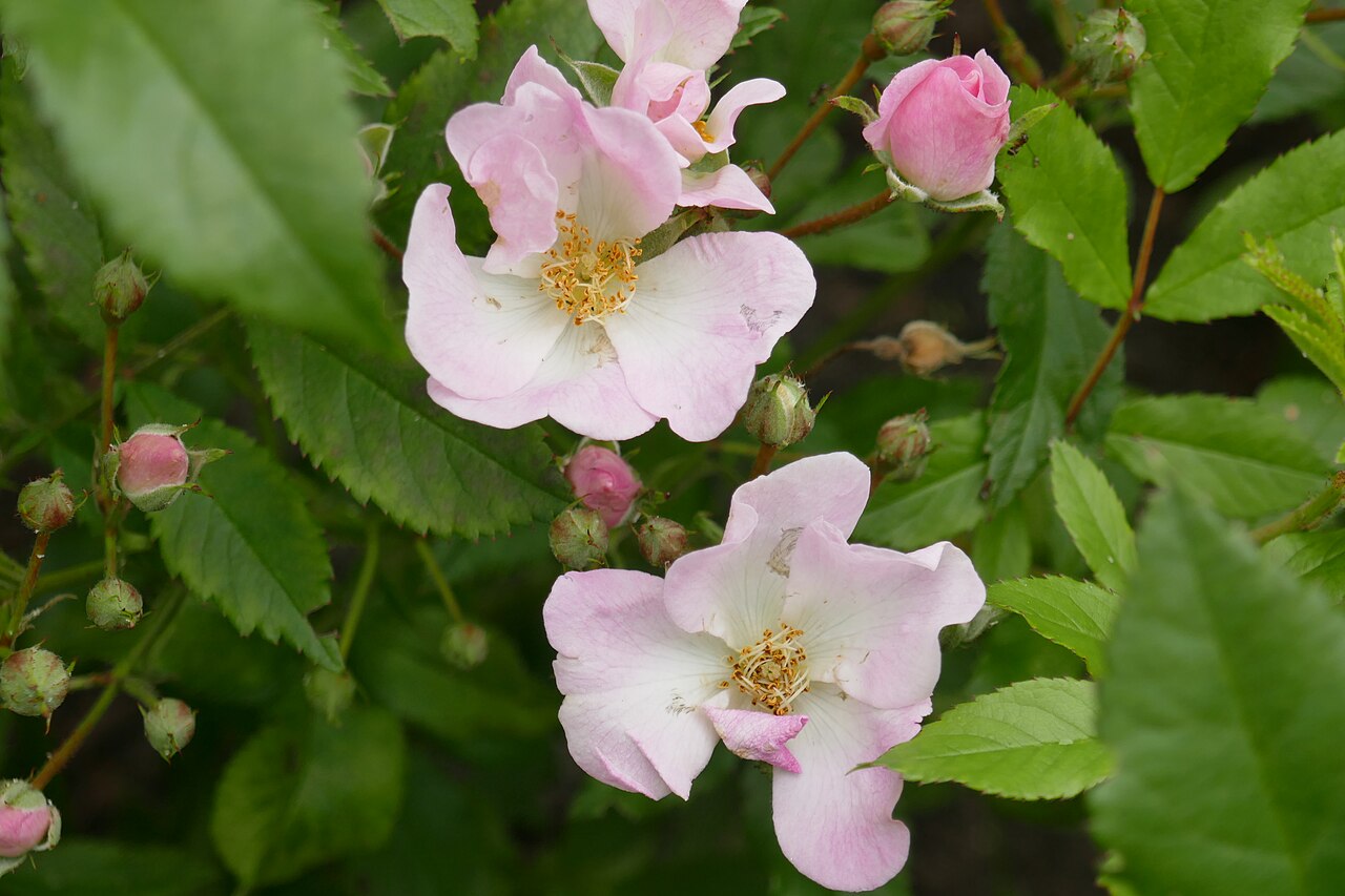 Abellio rose