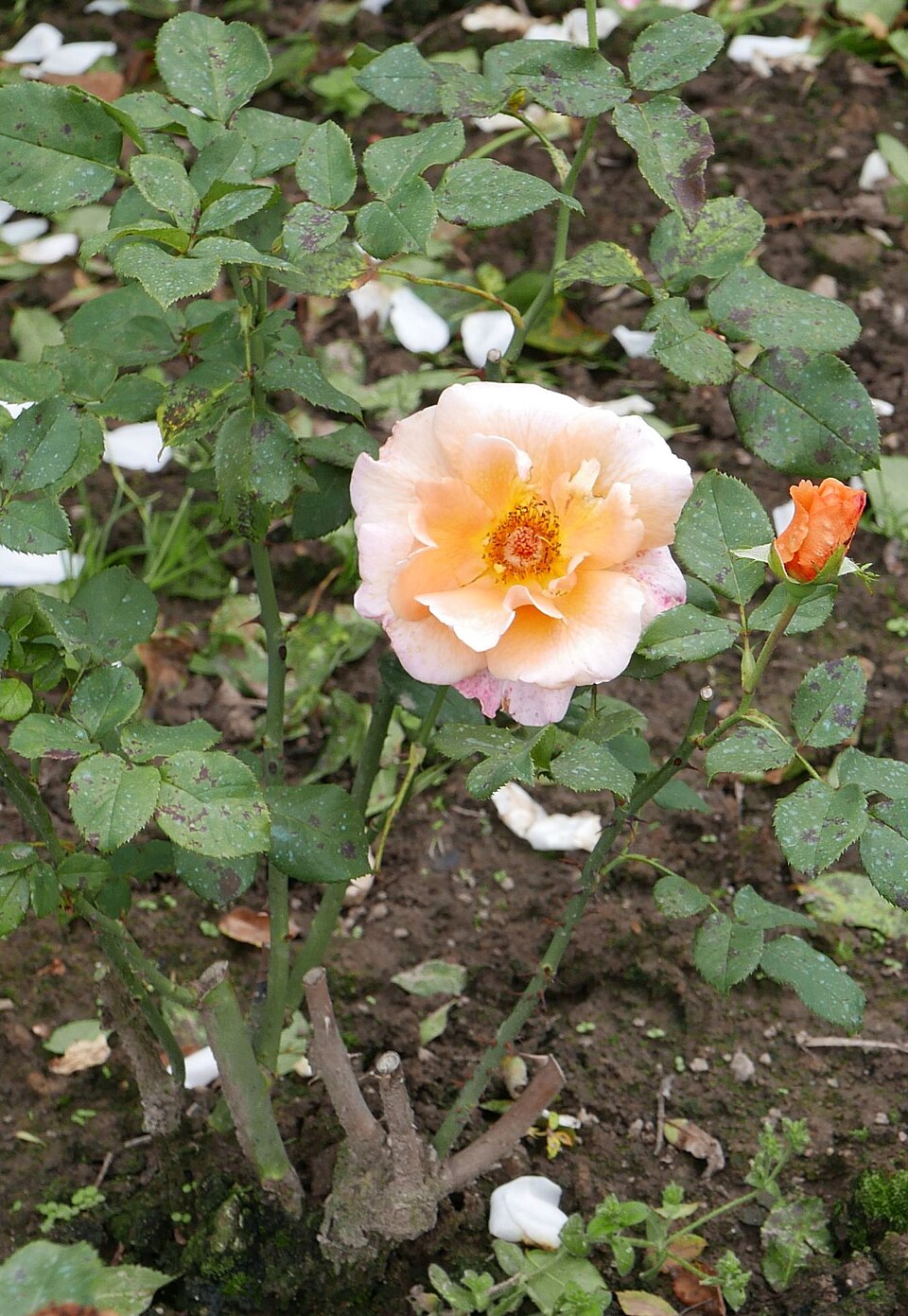 Florett