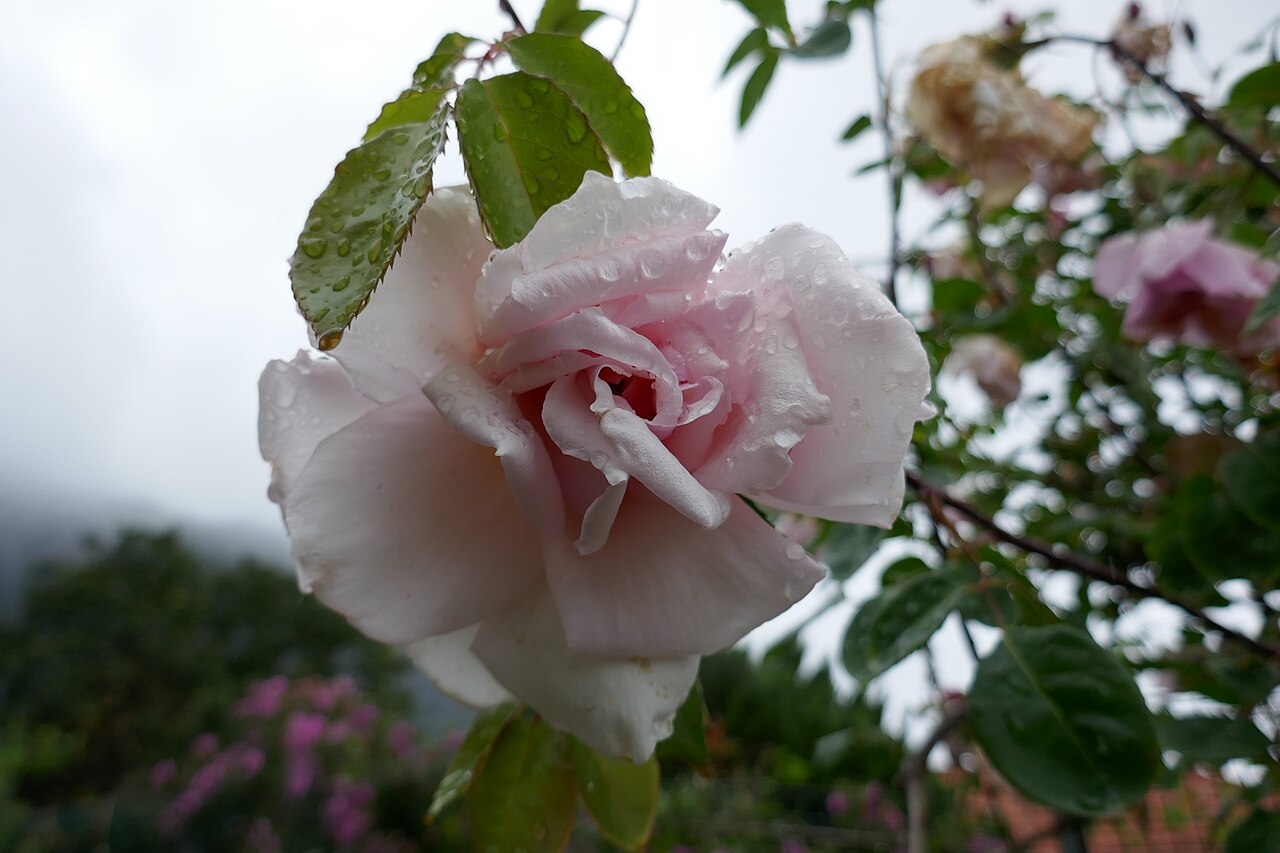 Elizabeth Harkness
