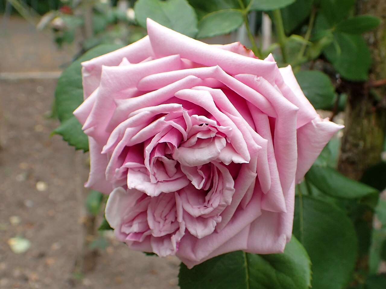 Louise Pernot