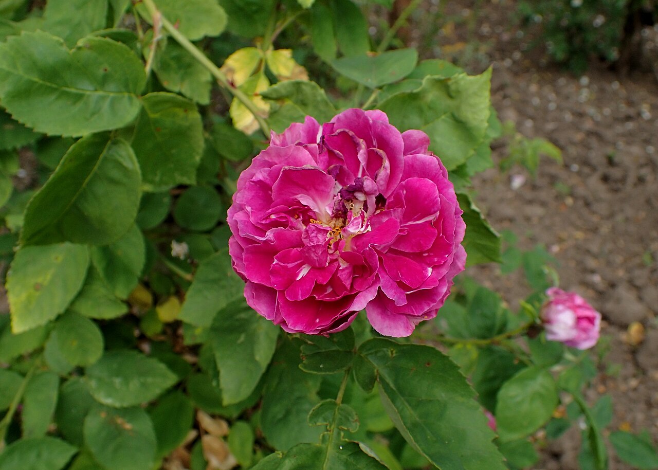 Caroline Budde rose