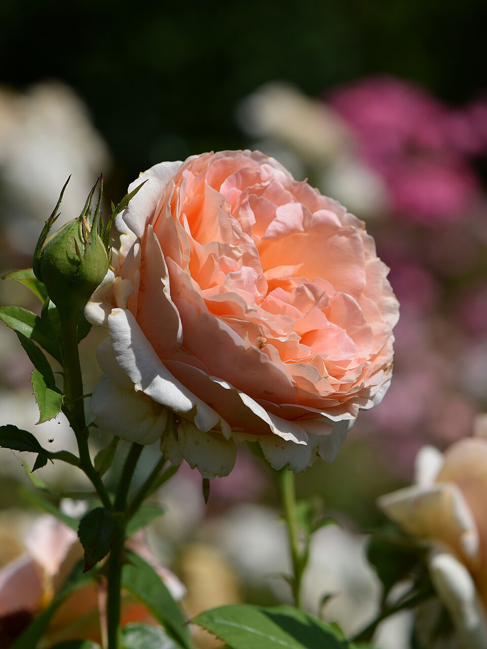 Scented Dawn