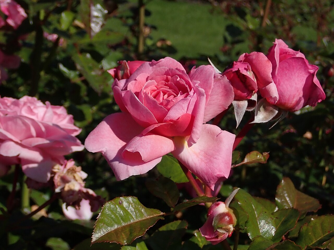 Kölner Flora
