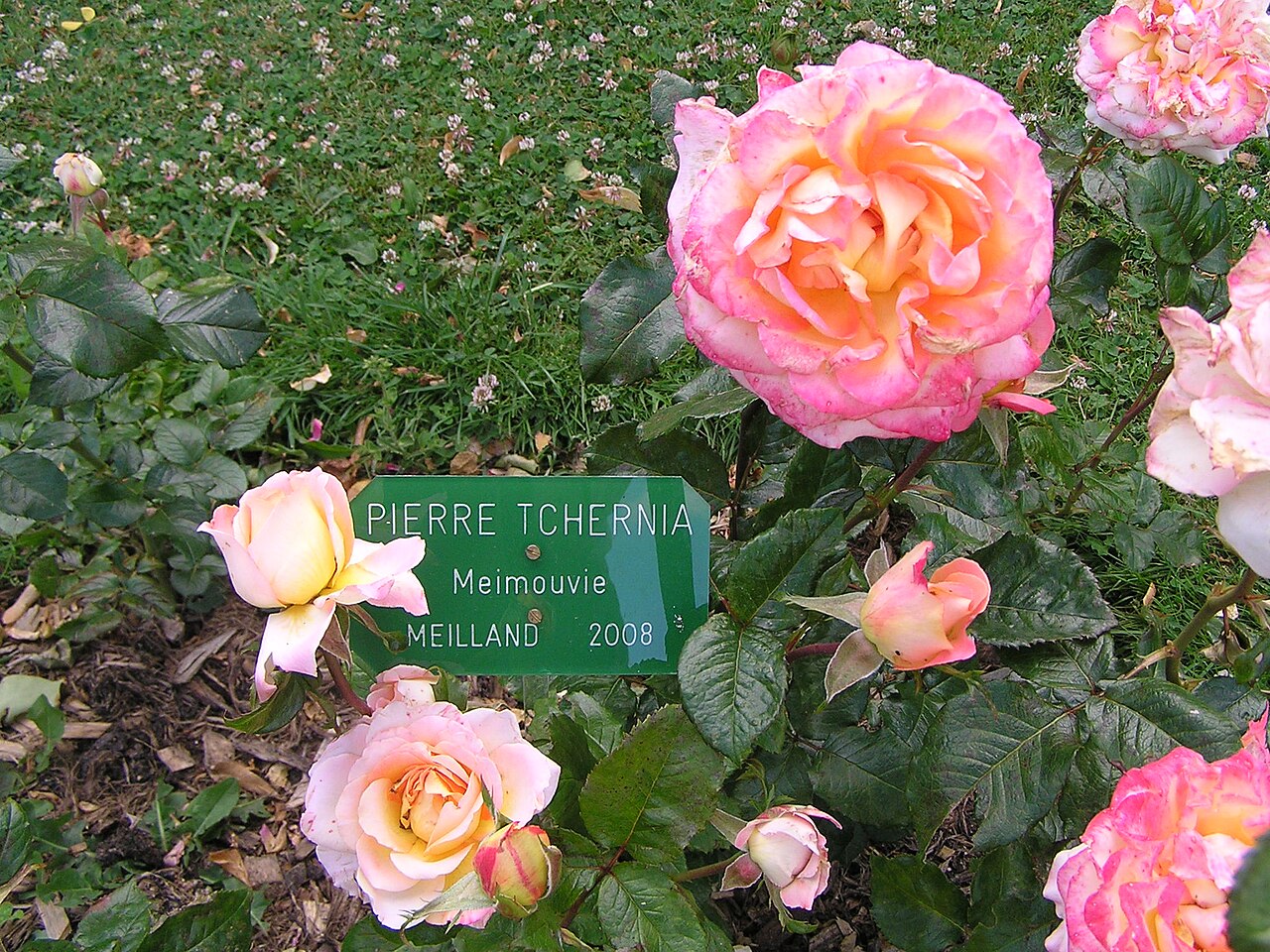 Pierre Tchernia