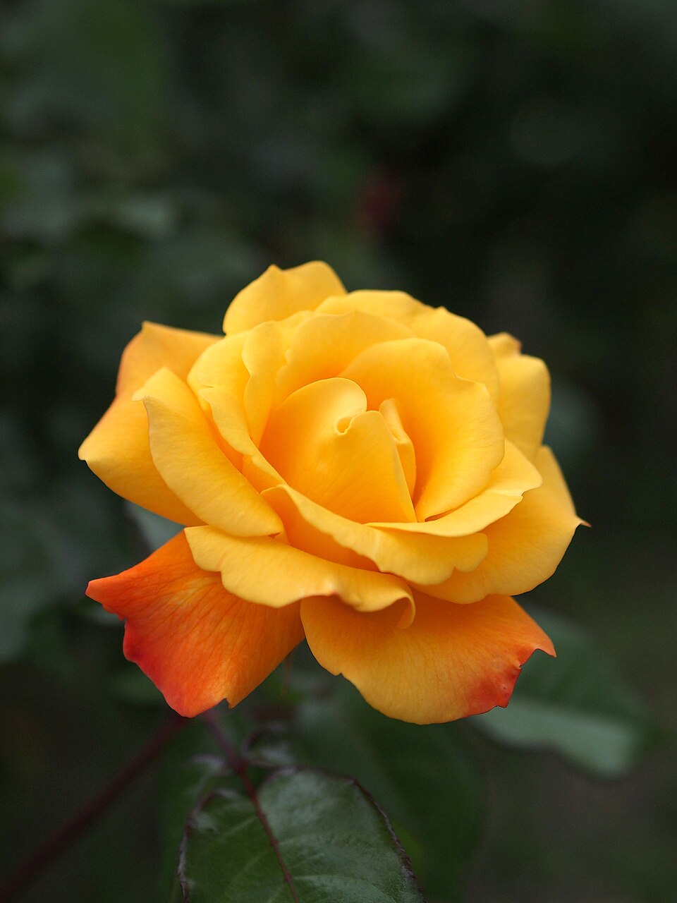 Soleil du Monde