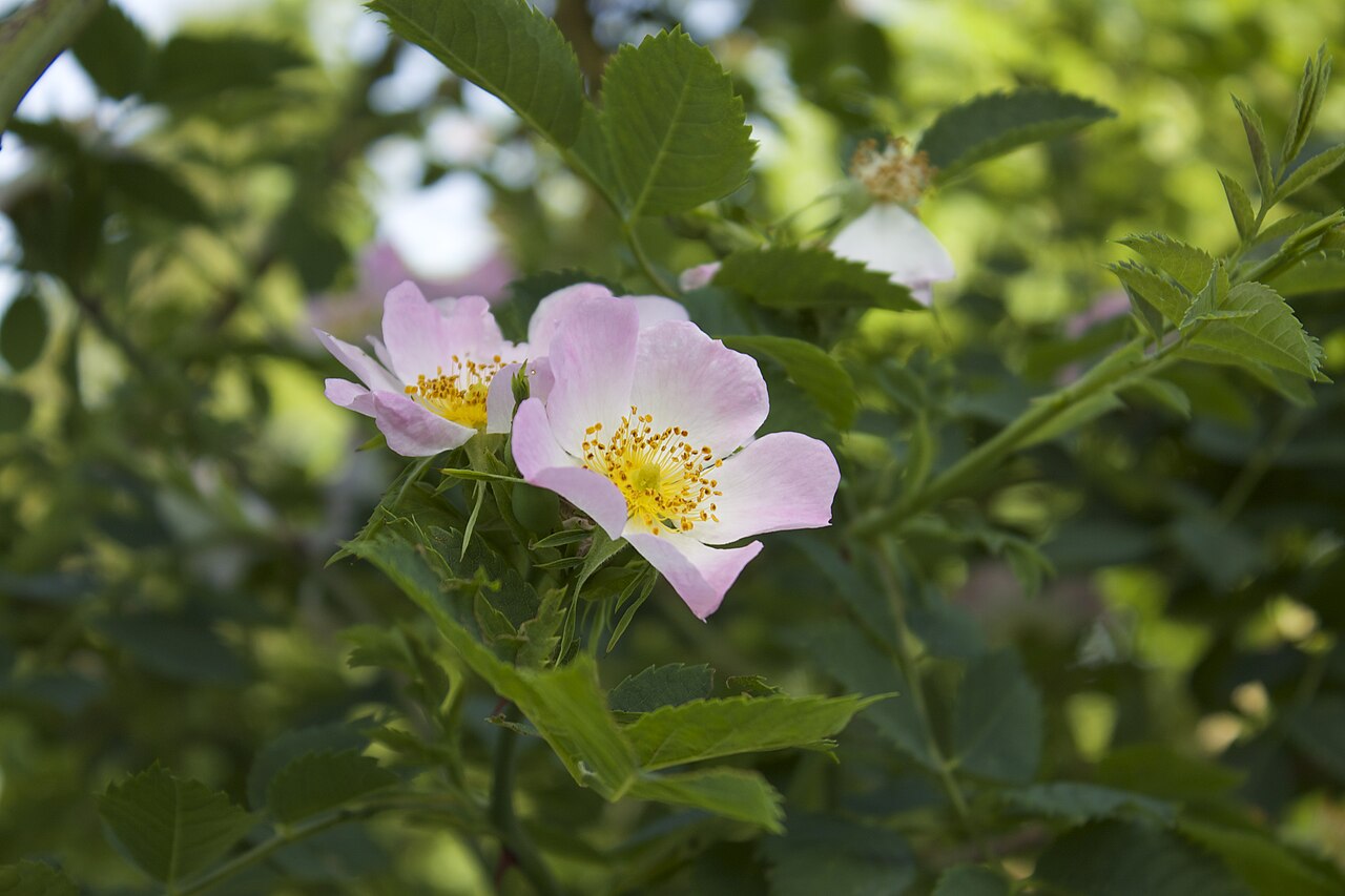 Rosa gallica 'Rafzerfeld'