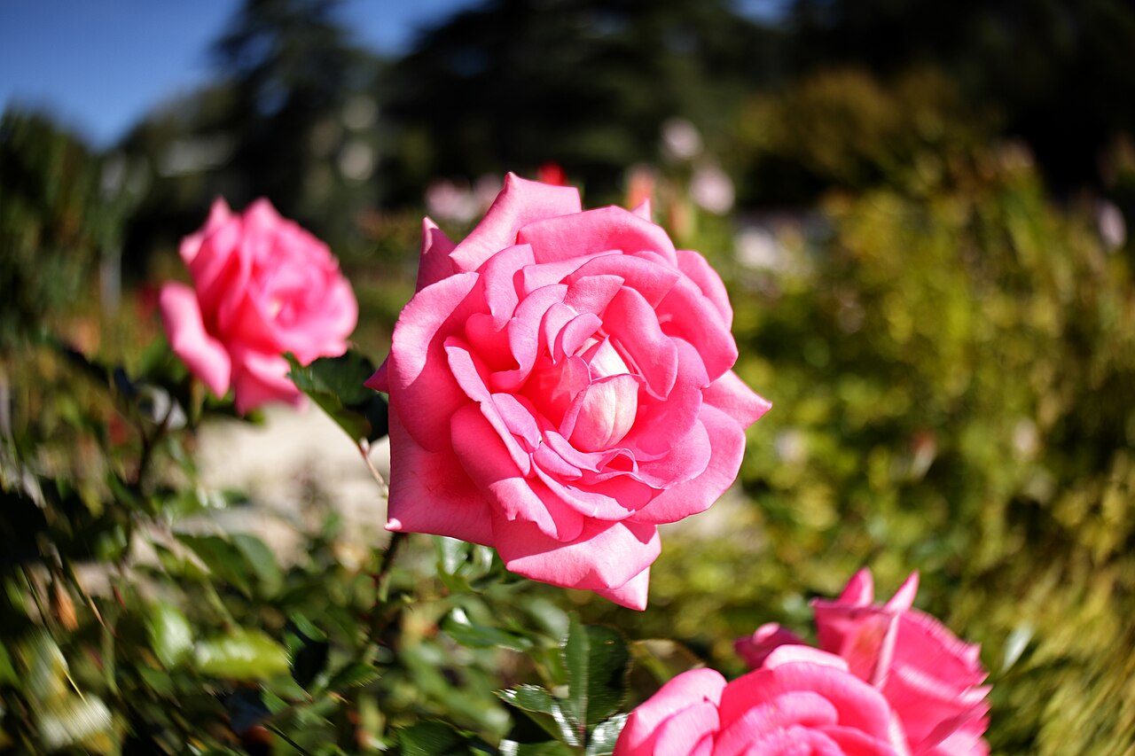 Fragrant Alizée