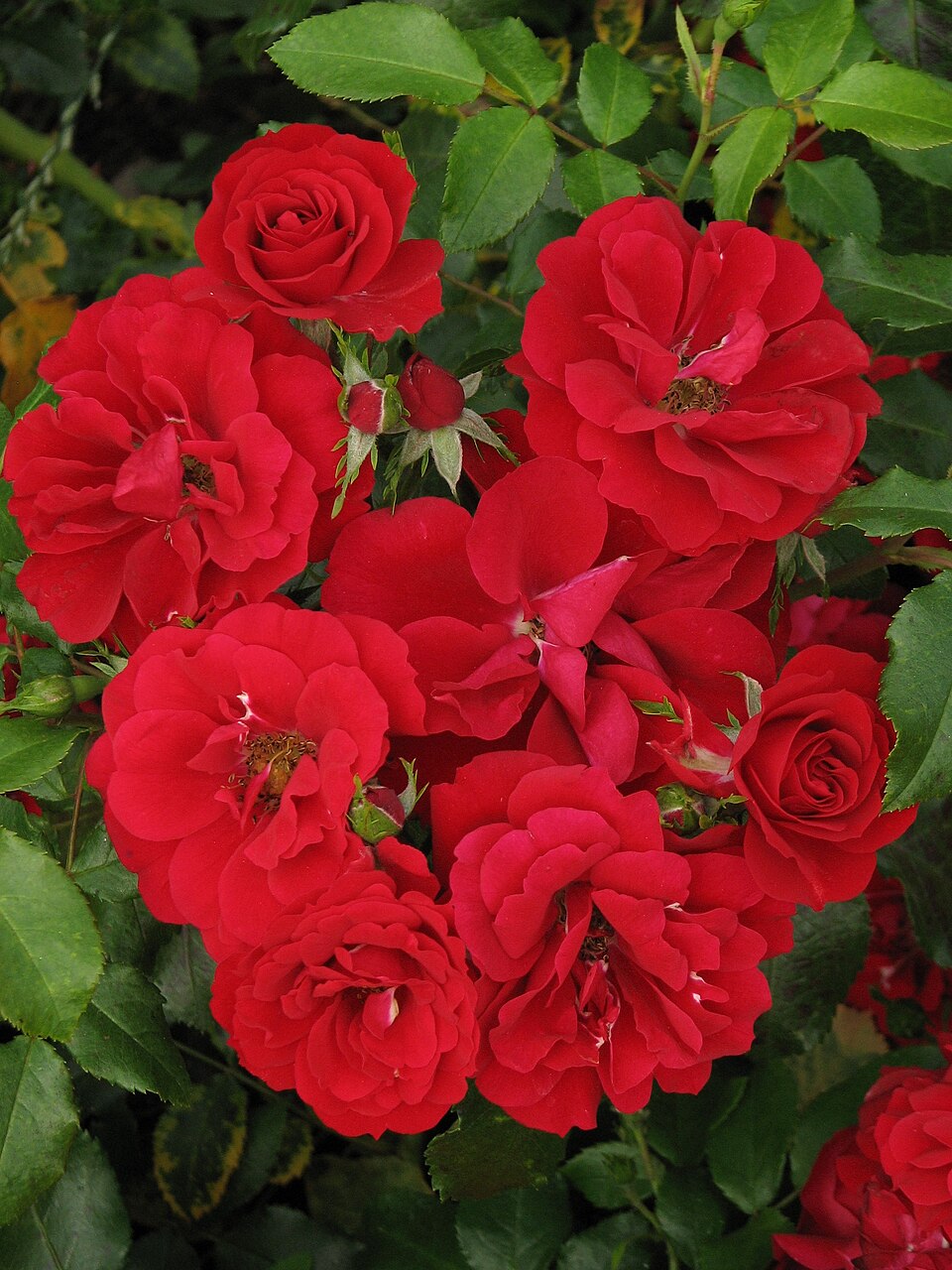 CentrO-Rose
