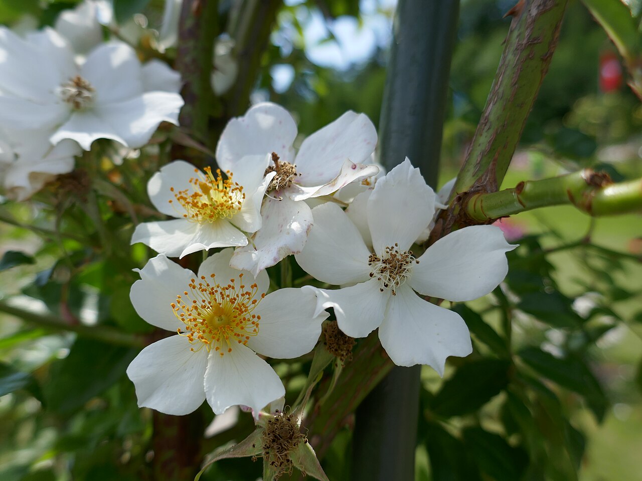 Wedding Day rose
