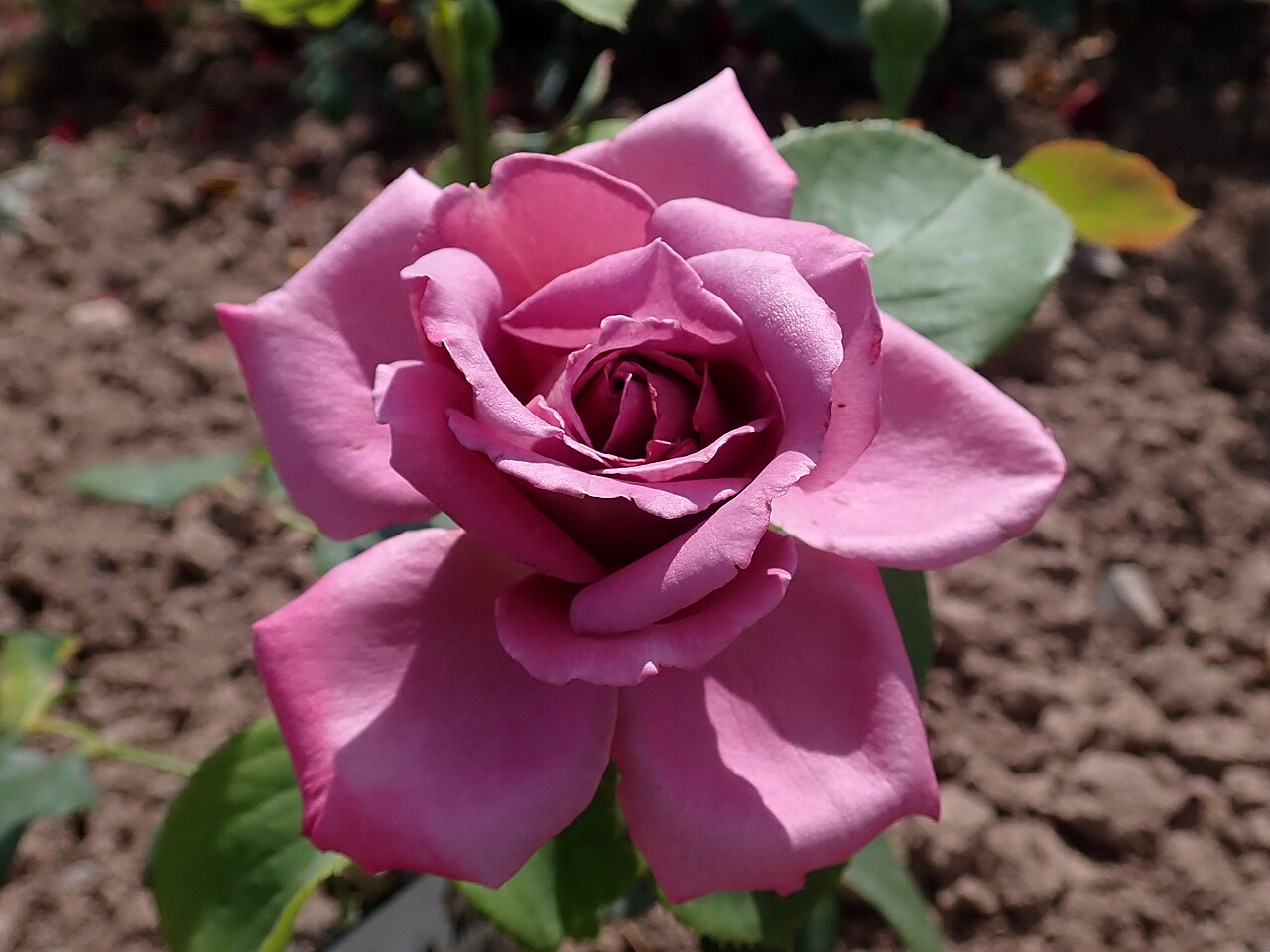 Mauve Melodee