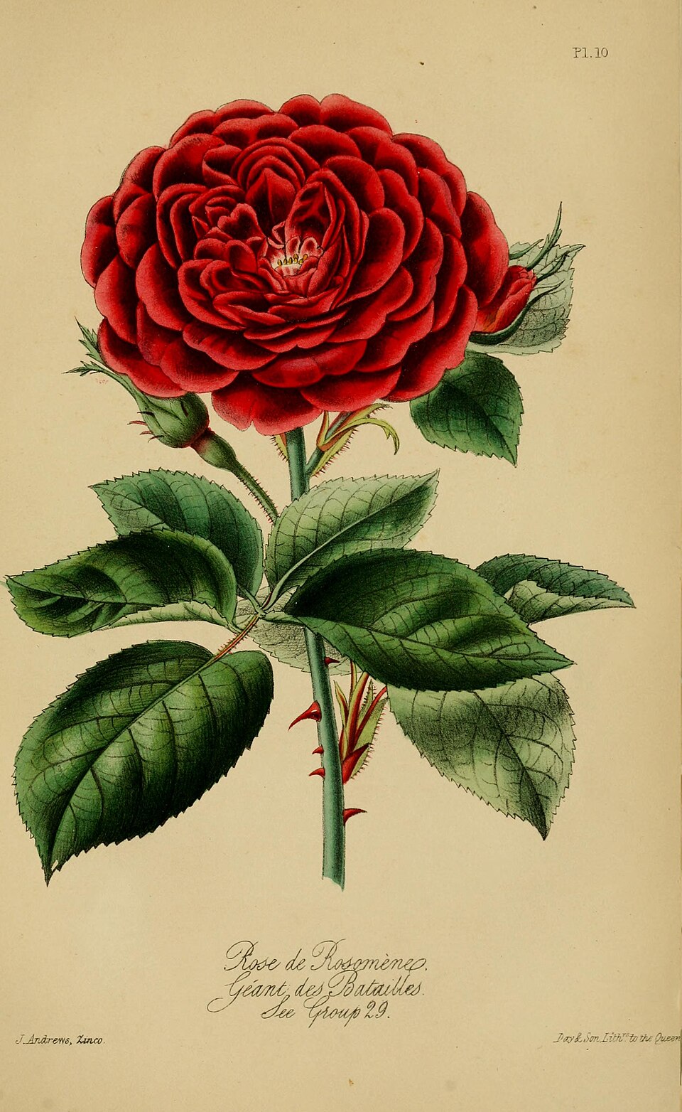 Géant des Batailles