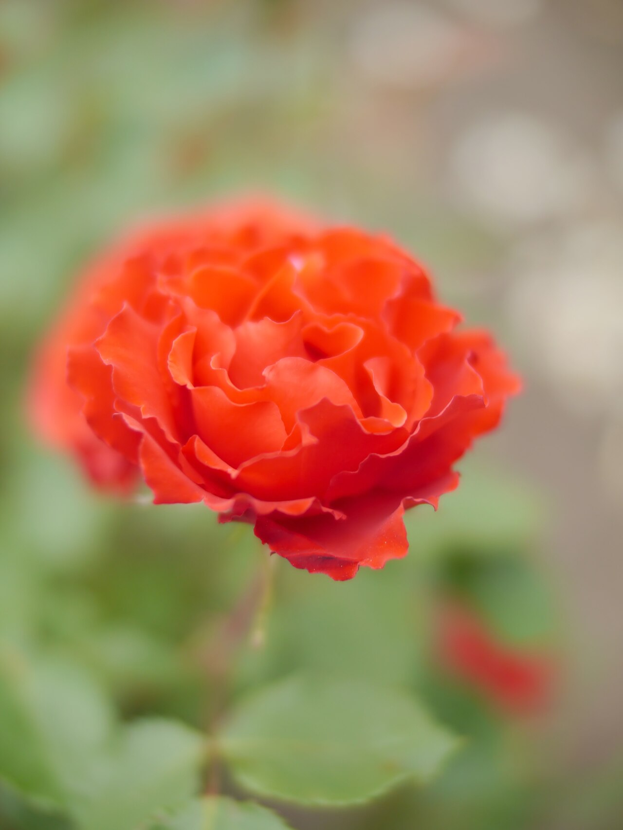 Proud Mary