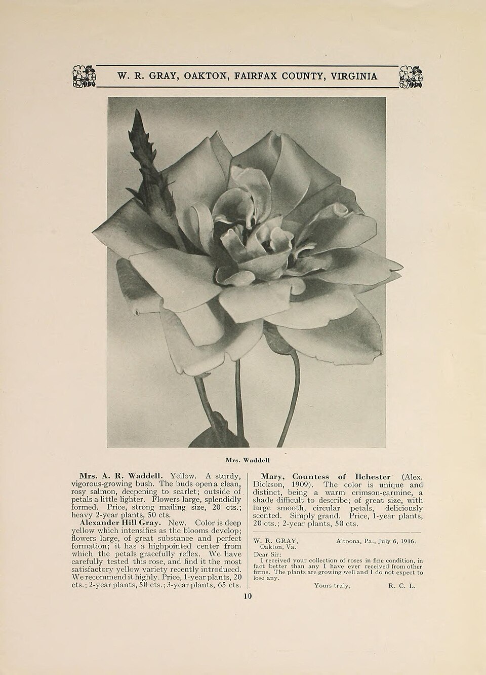 Mrs. Arthur Robert Waddell