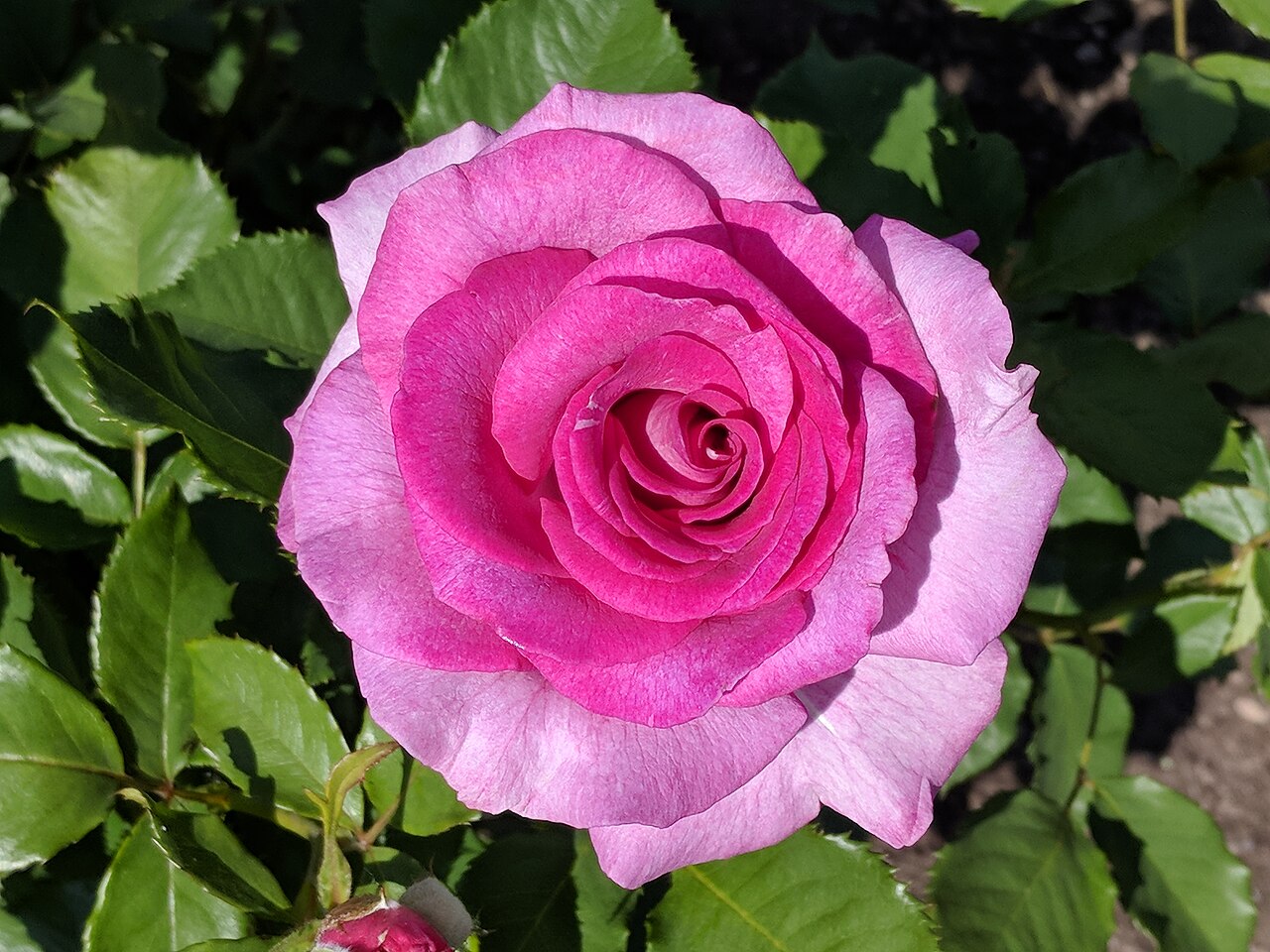 Melody Parfumée