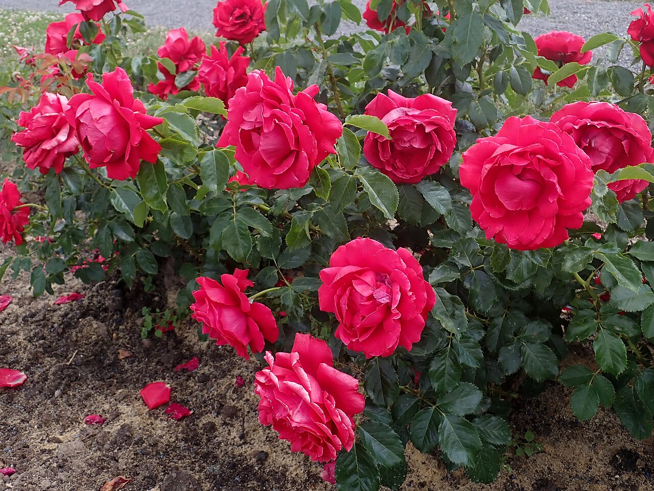 Sparkassenrose