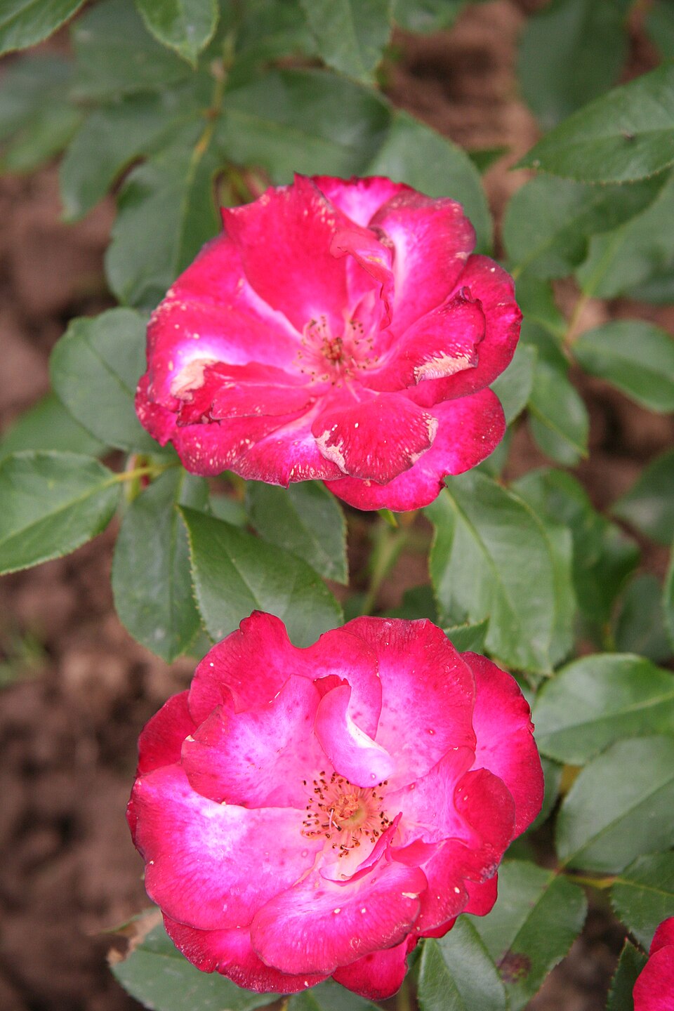 Loulou de Cacharel